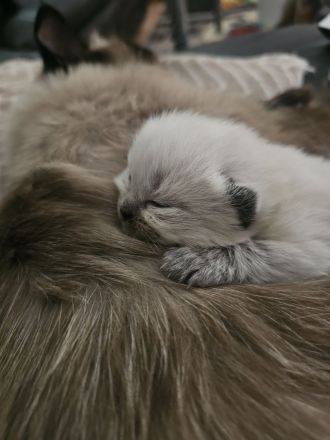 Reinrassig Ragdoll Katze