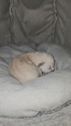 Reinrassig Ragdoll Katze