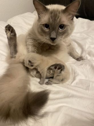 Reinrassig Ragdoll Katze