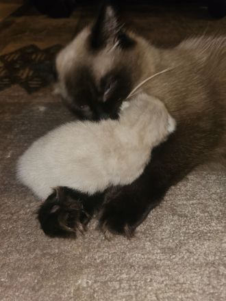 Reinrassig Ragdoll Katze