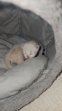 Reinrassig Ragdoll Katze