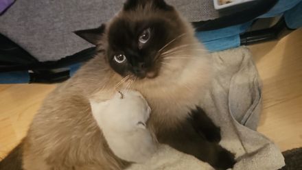 Reinrassig Ragdoll Katze