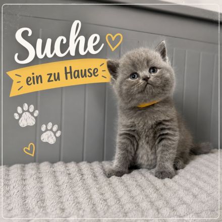 Abgabebereit Britisch Kurzhaar in blau reinrassig Kitten