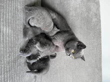 Britisch Kurzhaar in blau reinrassig Kitten