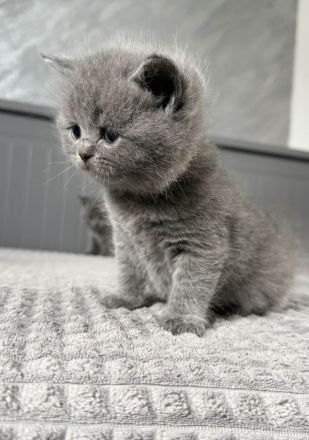 Abgabebereit Britisch Kurzhaar in blau reinrassig Kitten
