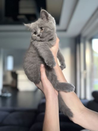 Abgabebereit 1 Kater Britisch Kurzhaar in blau reinrassig Kitten BKH