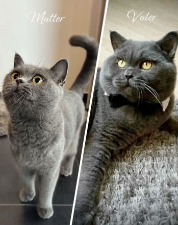 Britisch Kurzhaar in blau reinrassig Kitten