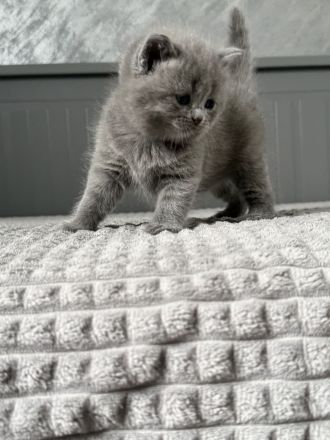 Abgabebereit Britisch Kurzhaar in blau reinrassig Kitten