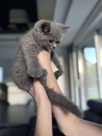 Abgabebereit 1 Kater Britisch Kurzhaar in blau reinrassig Kitten BKH
