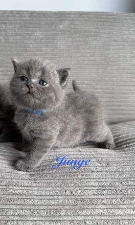 Britisch Kurzhaar in blau reinrassig Kitten