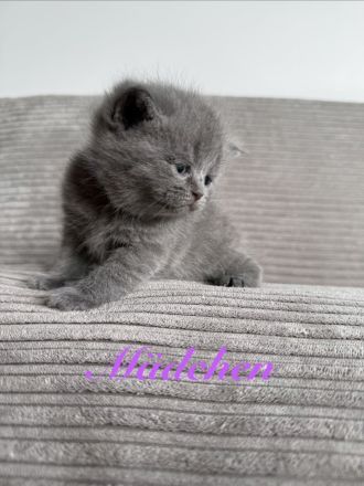 Britisch Kurzhaar in blau reinrassig Kitten