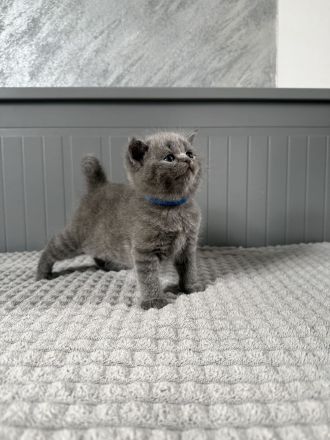 Abgabebereit Britisch Kurzhaar in blau reinrassig Kitten