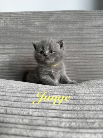 Britisch Kurzhaar in blau reinrassig Kitten