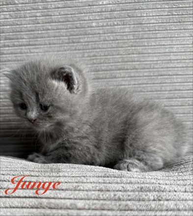 Britisch Kurzhaar in blau reinrassig Kitten