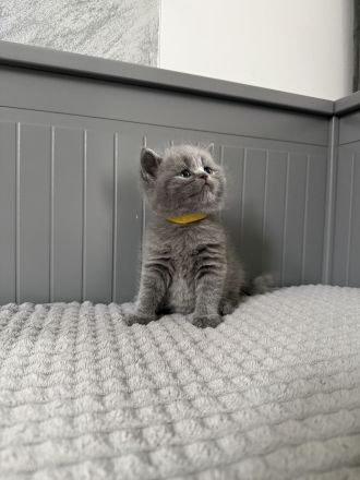 Nur noch 1 Kater Britisch Kurzhaar in blau reinrassig Kitten BKH