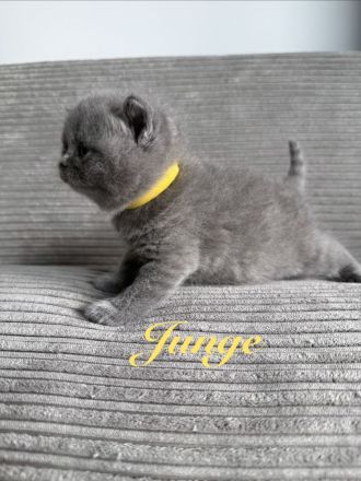 Nur noch 1 Kater Britisch Kurzhaar in blau reinrassig Kitten BKH