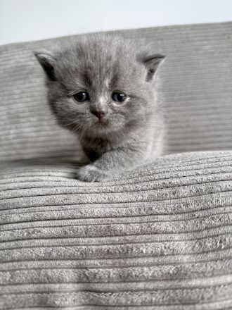 Britisch Kurzhaar in blau reinrassig Kitten