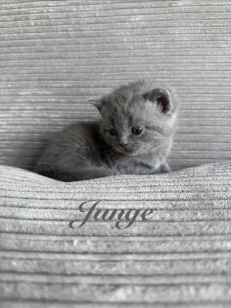 Britisch Kurzhaar in blau reinrassig Kitten