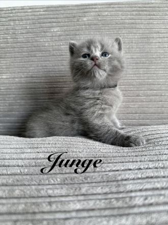 Britisch Kurzhaar in blau reinrassig Kitten