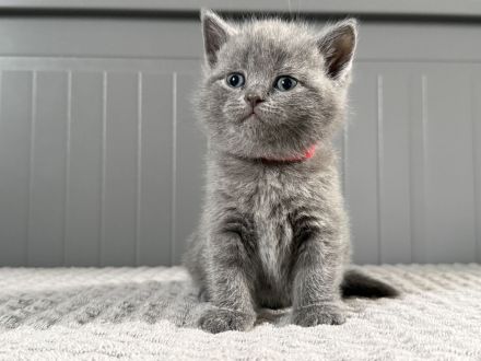 Abgabebereit Britisch Kurzhaar in blau reinrassig Kitten