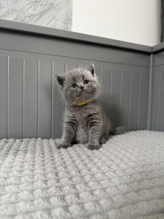 Nur noch 1 Kater Britisch Kurzhaar in blau reinrassig Kitten BKH