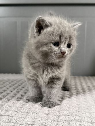 Abgabebereit Britisch Kurzhaar in blau reinrassig Kitten