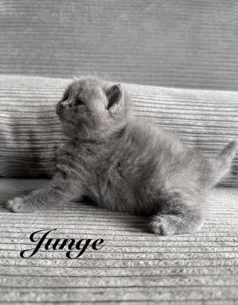 Britisch Kurzhaar in blau reinrassig Kitten