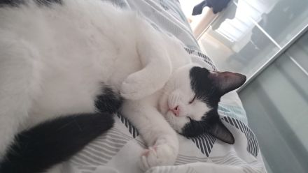 Zuckersüßer, ruhiger junge Kater sucht neues Zuhause