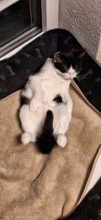 Zuckersüßer, ruhiger junge Kater sucht neues Zuhause