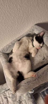 Zuckersüßer, ruhiger junge Kater sucht neues Zuhause