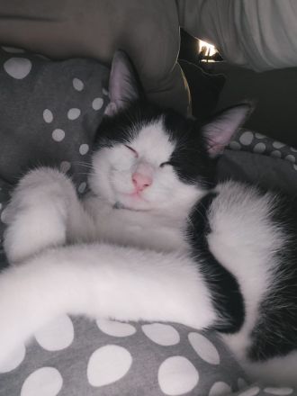 Zuckersüßer, ruhiger junge Kater sucht neues Zuhause