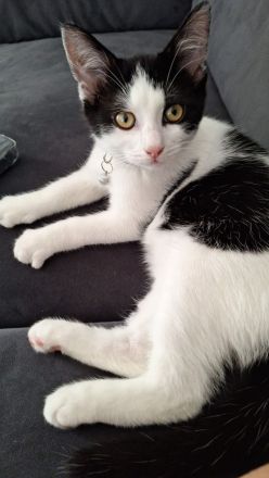 Zuckersüßer, ruhiger junge Kater sucht neues Zuhause