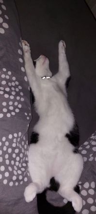 Zuckersüßer, ruhiger junge Kater sucht neues Zuhause