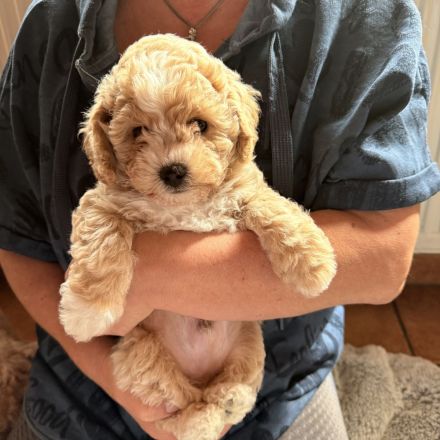Maltipoo