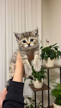 🐾 Wunderschöne British-Kurzhaar-Kitten suchen liebevolles Zuhause 🐾