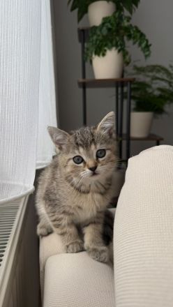 🐾 Wunderschöne British-Kurzhaar-Kitten suchen liebevolles Zuhause 🐾