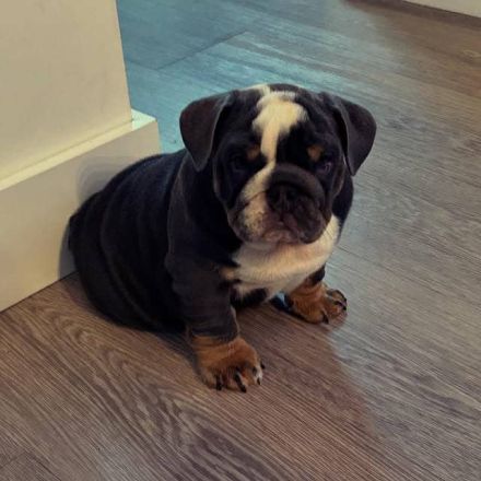 Englische Bulldogge