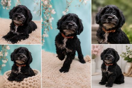 Doodle-Welpen, Pudel, Tibet Terrier, aus familiärer Vereinszucht, mit Papiere, dürfen ausziehen!
