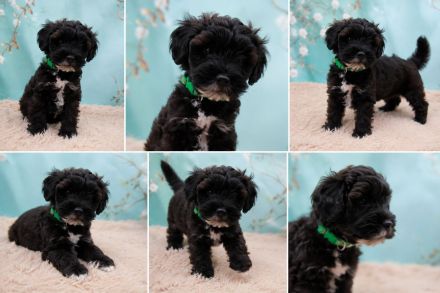 Doodle-Welpen, Pudel, Tibet Terrier, aus familiärer Vereinszucht, mit Papiere, dürfen ausziehen!