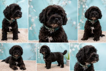 Doodle-Welpen, Pudel, Tibet Terrier, aus familiärer Vereinszucht, mit Papiere, dürfen ausziehen!