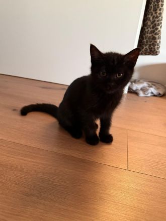 BHK Kitten Mädchen Black sucht neues Zuhause