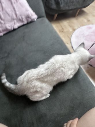 BKH Kater – geb. 30.04.2026