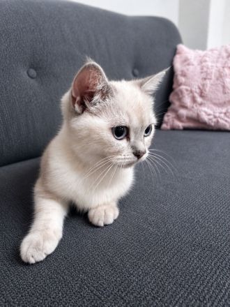 Bkh Blue Point Kater