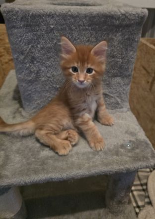 🐾 Maine-Coon-Kitten suchen liebevolles Zuhause 🐾