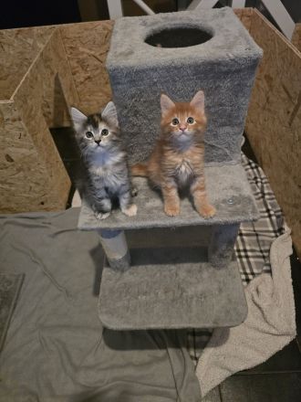 🐾 Maine-Coon-Kitten suchen liebevolles Zuhause 🐾