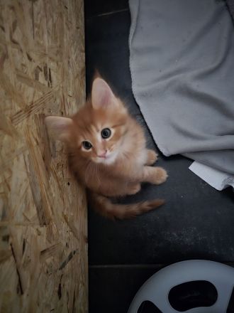 🐾 Maine-Coon-Kitten suchen liebevolles Zuhause 🐾