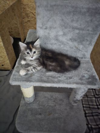 🐾 Maine-Coon-Kitten suchen liebevolles Zuhause 🐾