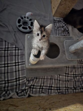 🐾 Maine-Coon-Kitten suchen liebevolles Zuhause 🐾
