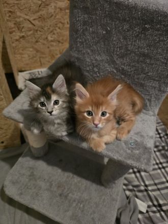 🐾 Maine-Coon-Kitten suchen liebevolles Zuhause 🐾