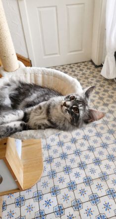 =^..^=Traumhaft schöne extrem verschmustes Maine Coon kitten mit Stammbaum aus seriöser Zucht =^..^=
